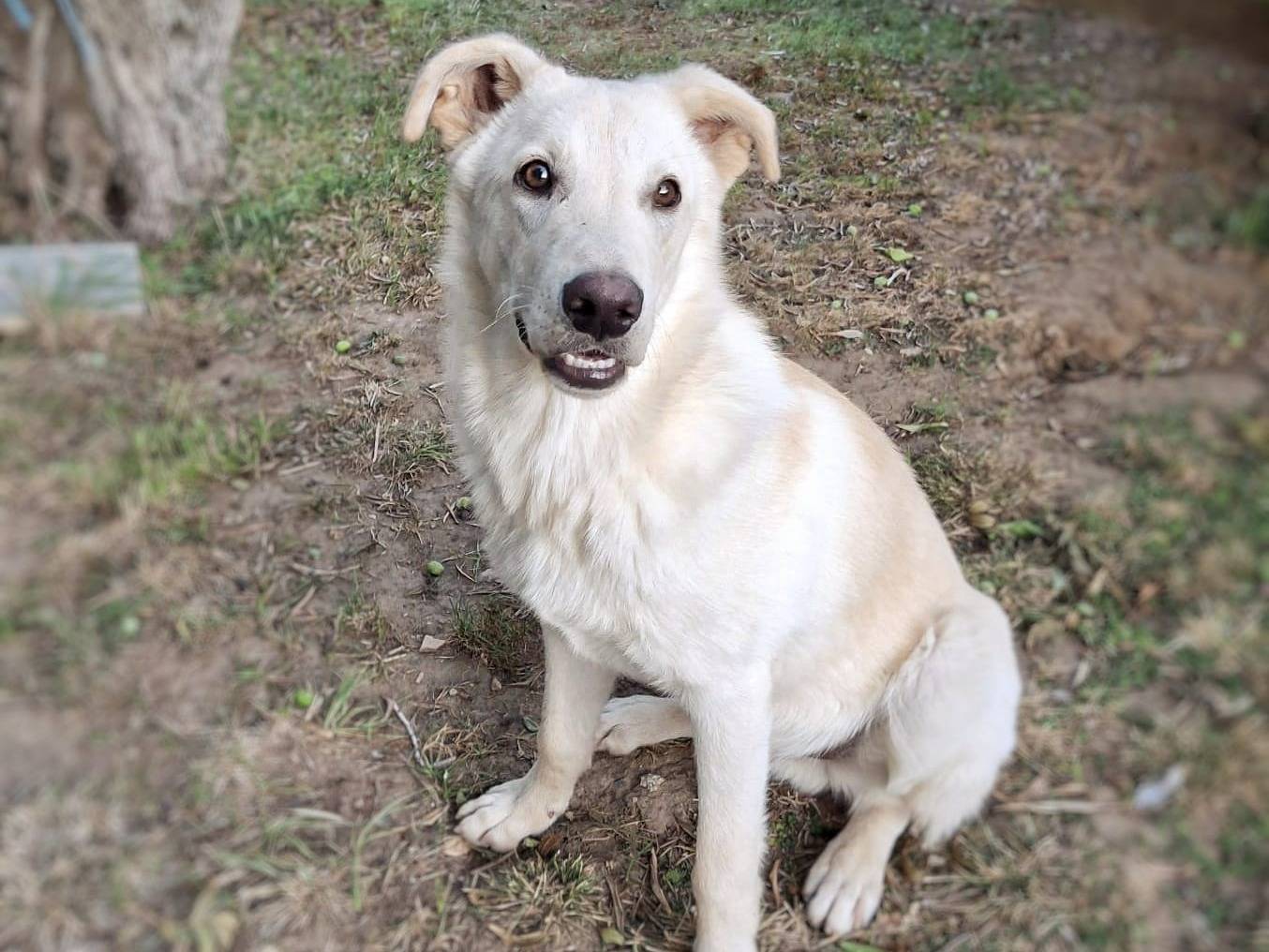 Vuoi adottare un cane a Crotone?