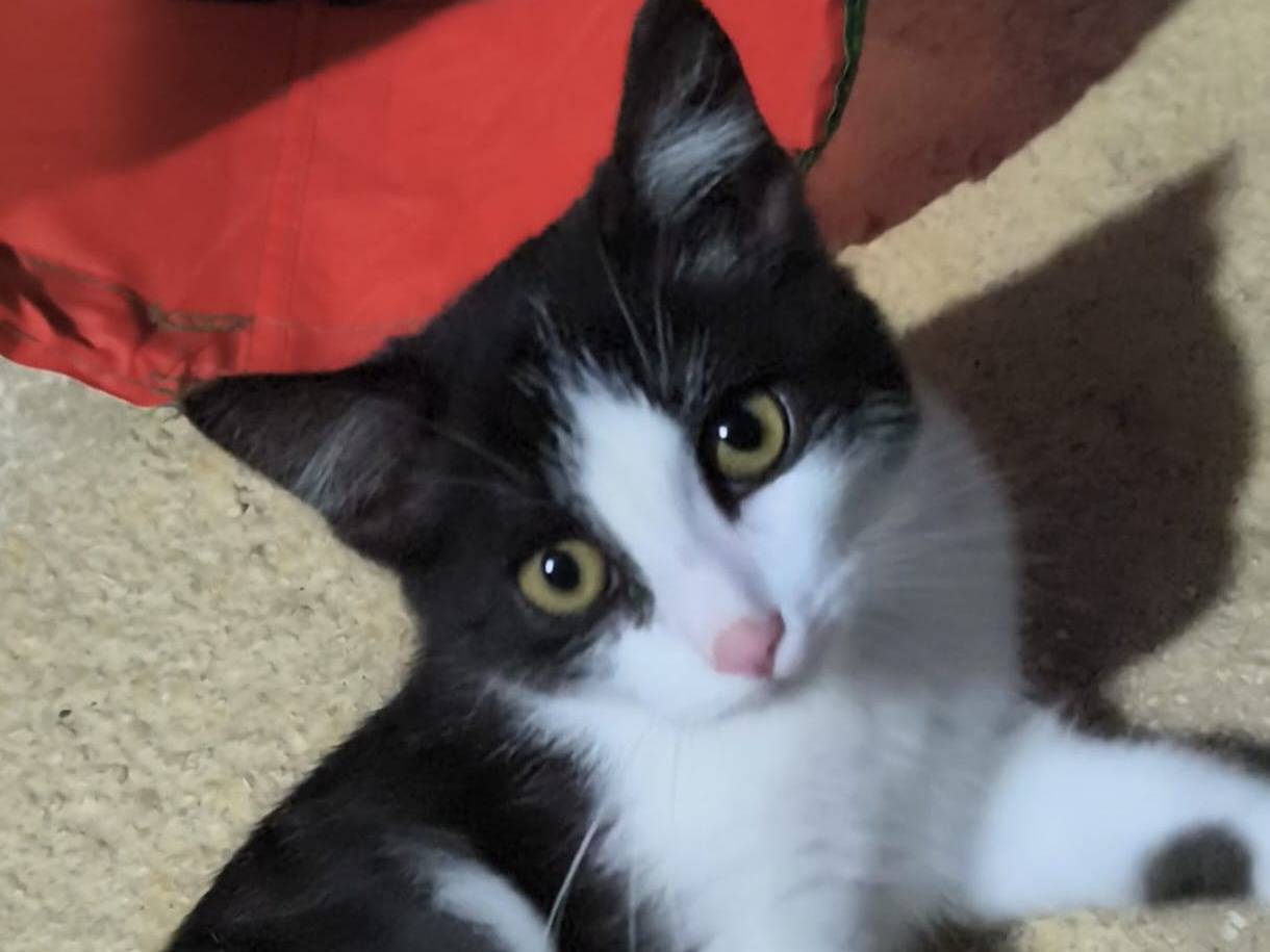 Adozione gatto, maschio, Razza sconosciuta Razza sconosciuta, 4 mesi, taglia non valida, Bari