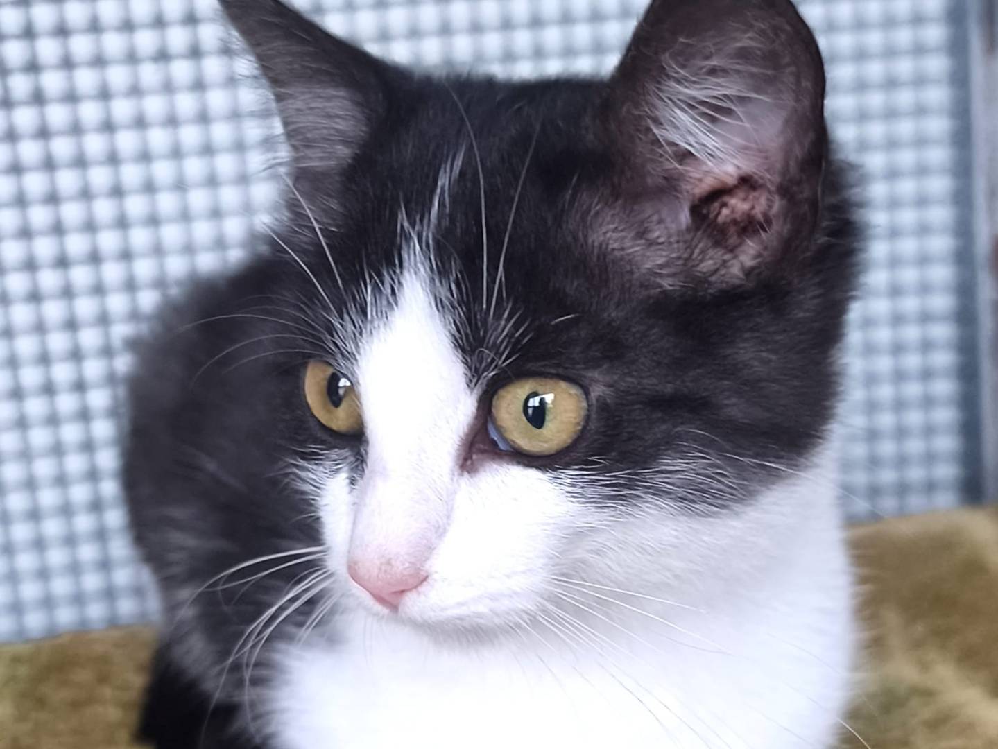 Adotta un gatto, maschio, 4 mesi, Bari