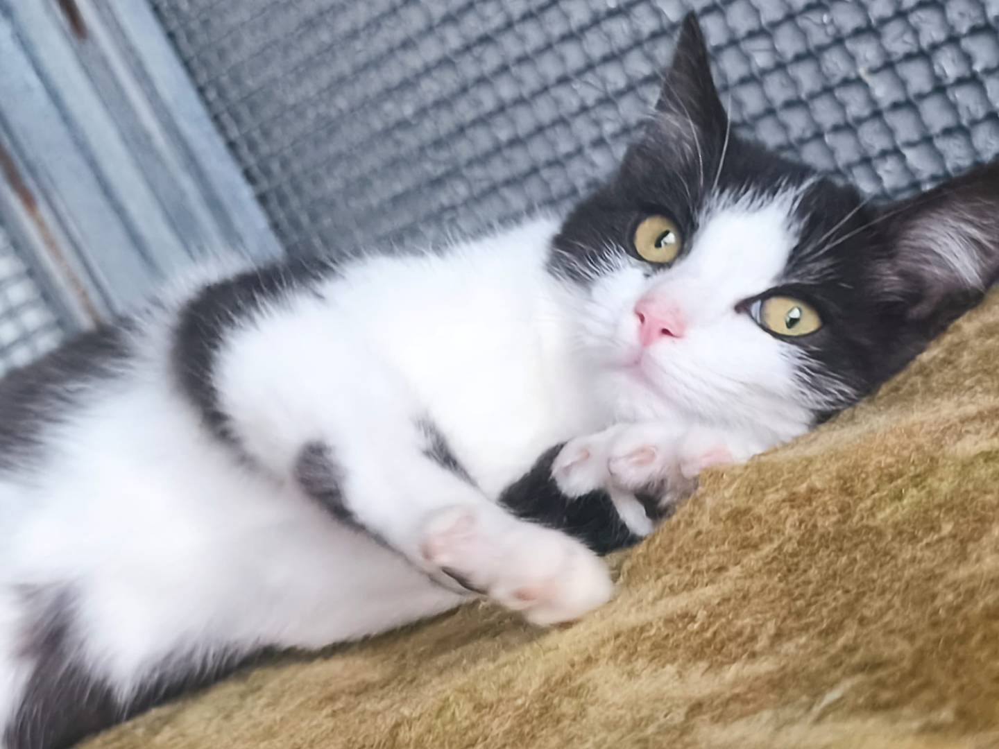 Adotta un gatto, taglia non valida, maschio, Bari