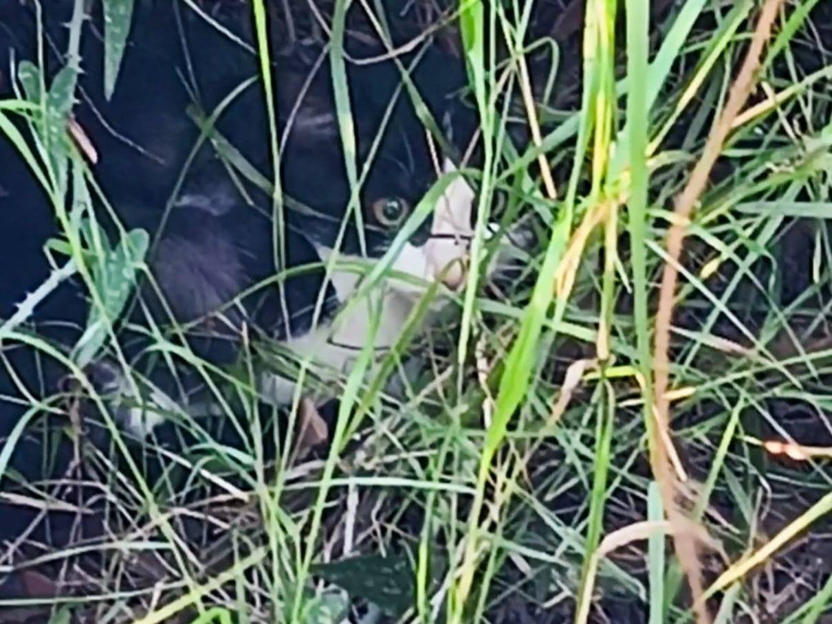 Adotta il gatto Mercoledì a Bari