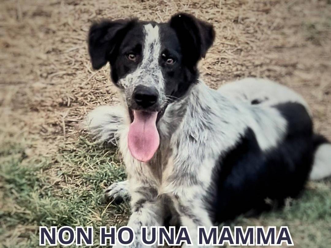 Adozione cane, femmina, Razza sconosciuta Razza sconosciuta, 8 mesi, taglia media, Crotone