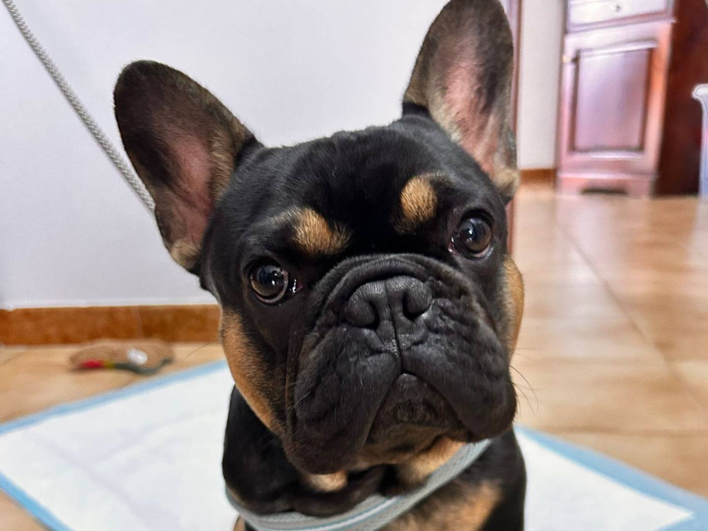 Adozione cane, maschio, Bulldog francese Razza sconosciuta, 11 mesi, taglia piccola, Frosinone