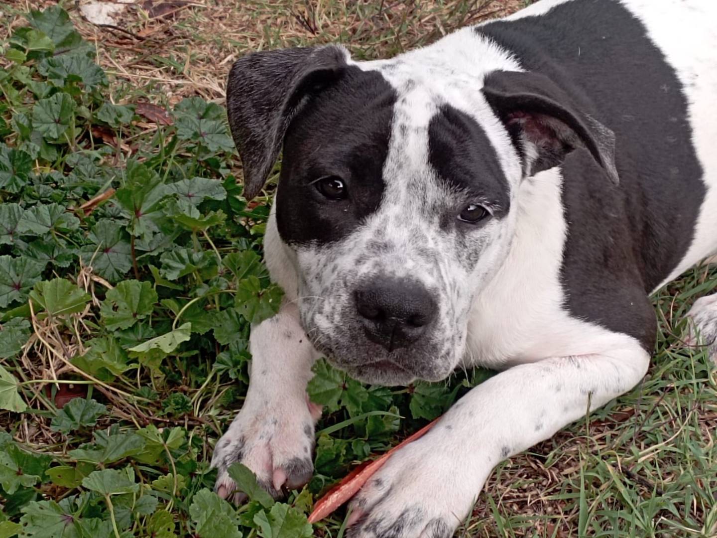 Adozione cane, femmina, Pitbull Razza sconosciuta, 5 mesi, taglia media, Terni