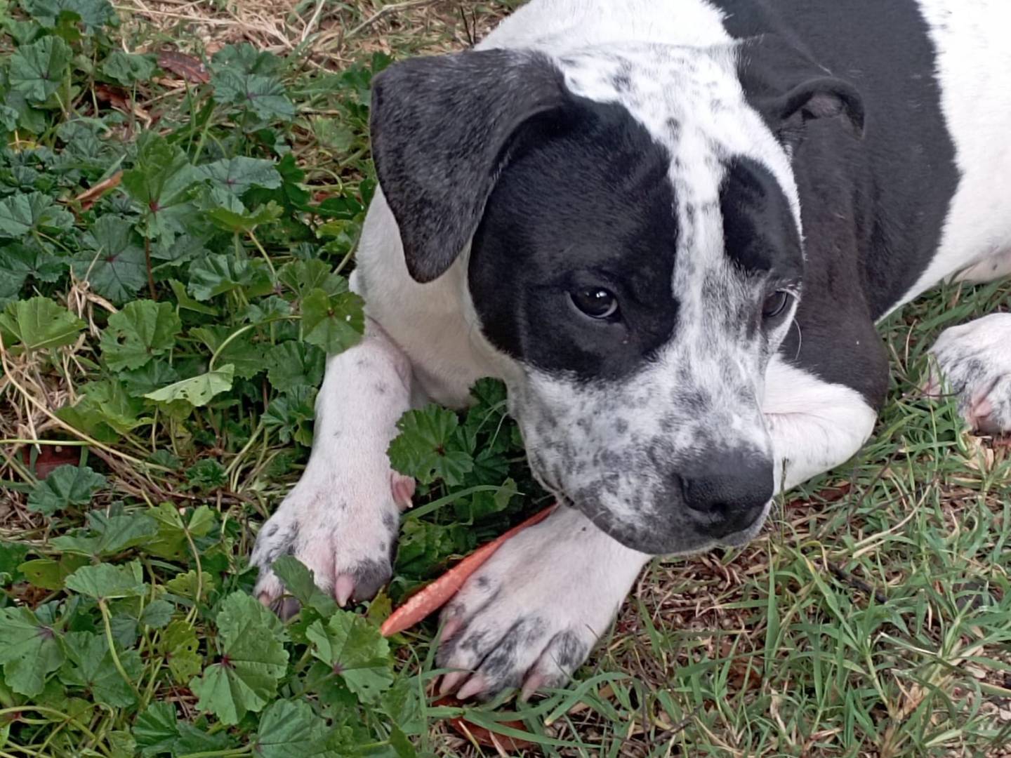 Adotta un cane, femmina, 5 mesi, Terni