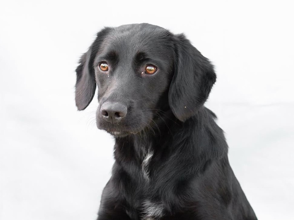 Adozione cane, femmina, Razza sconosciuta Razza sconosciuta, 10 mesi, taglia media contenuta, Treviso