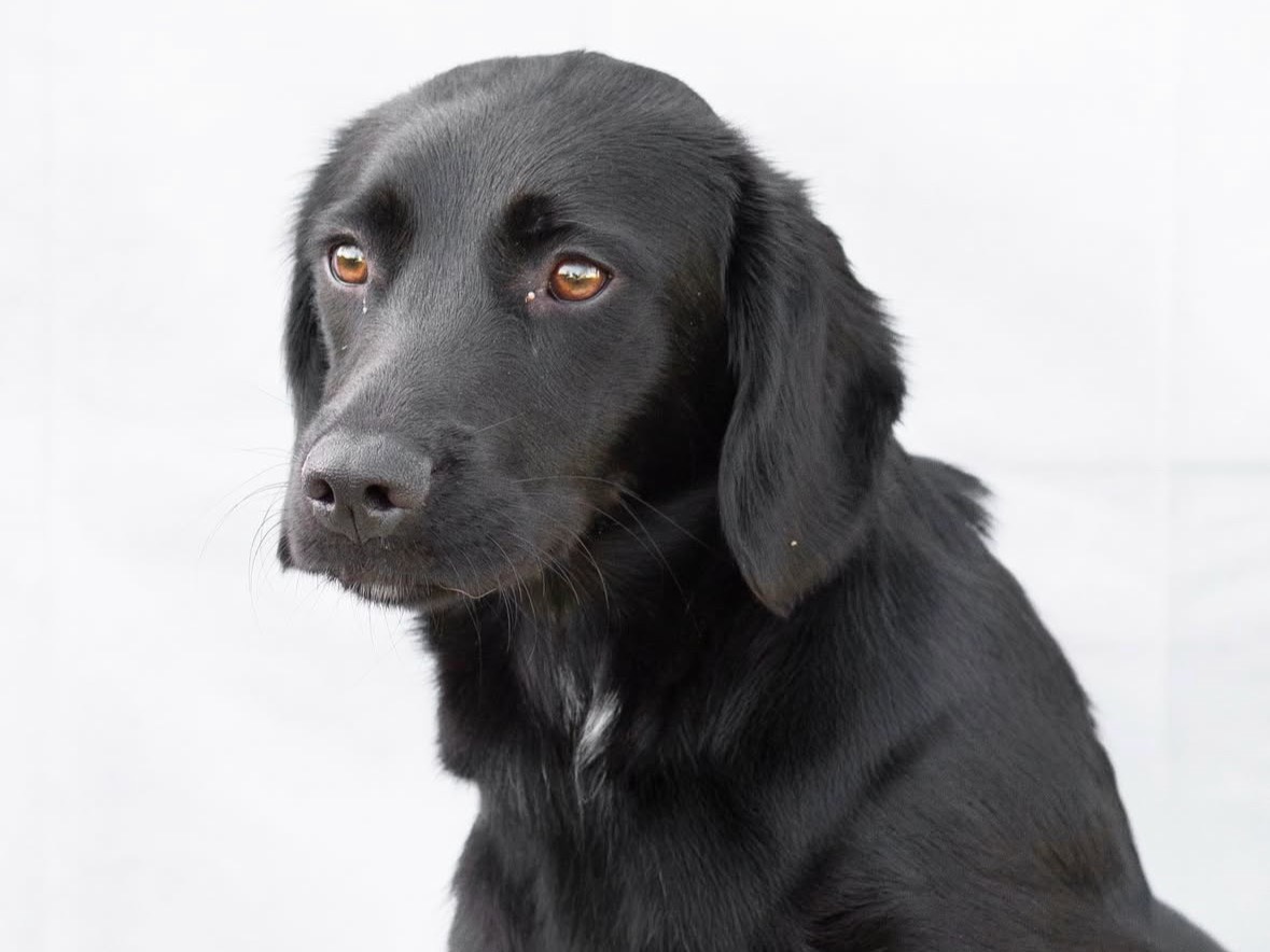 Adotta un cane, femmina, 10 mesi, Treviso