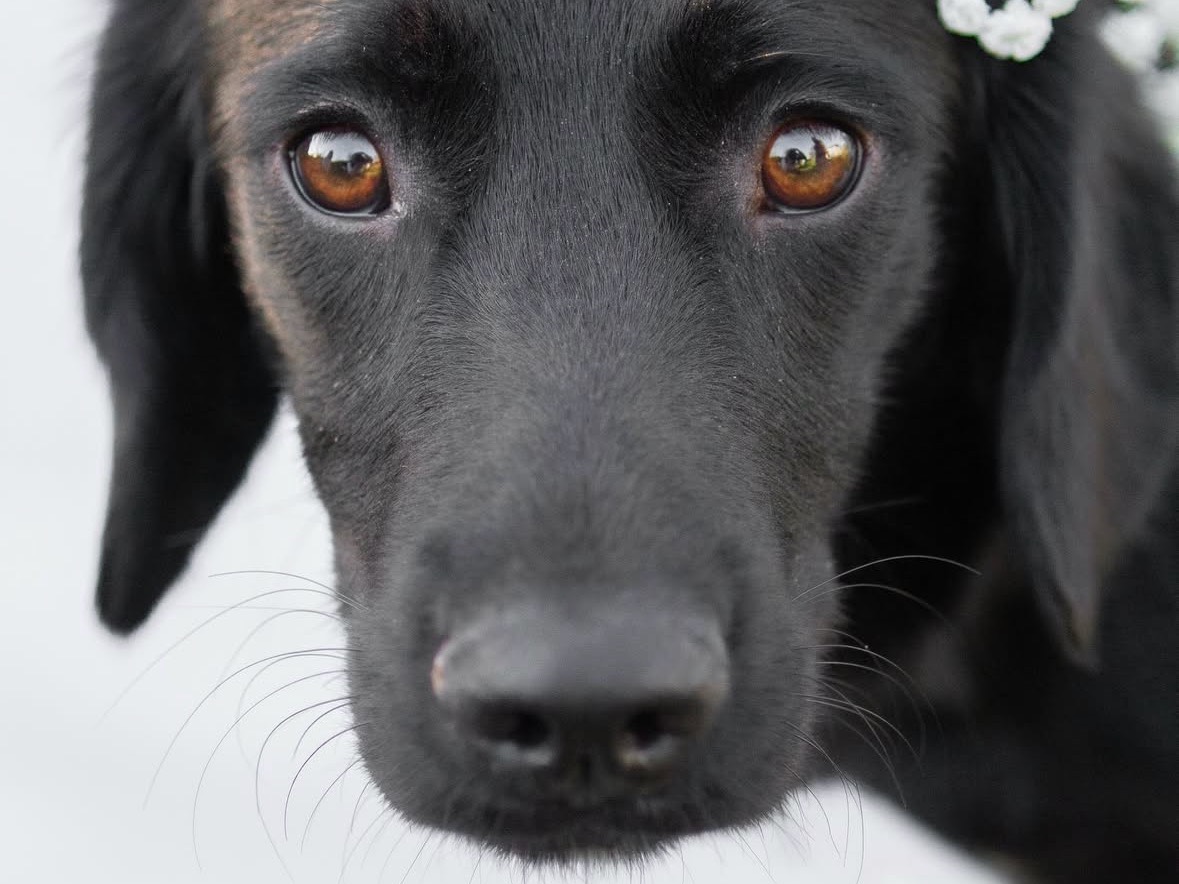 Adotta un cane, taglia media contenuta, femmina, Treviso