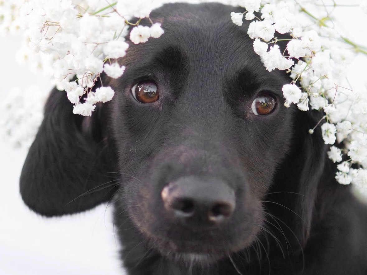 Vuoi adottare un cane a Treviso?