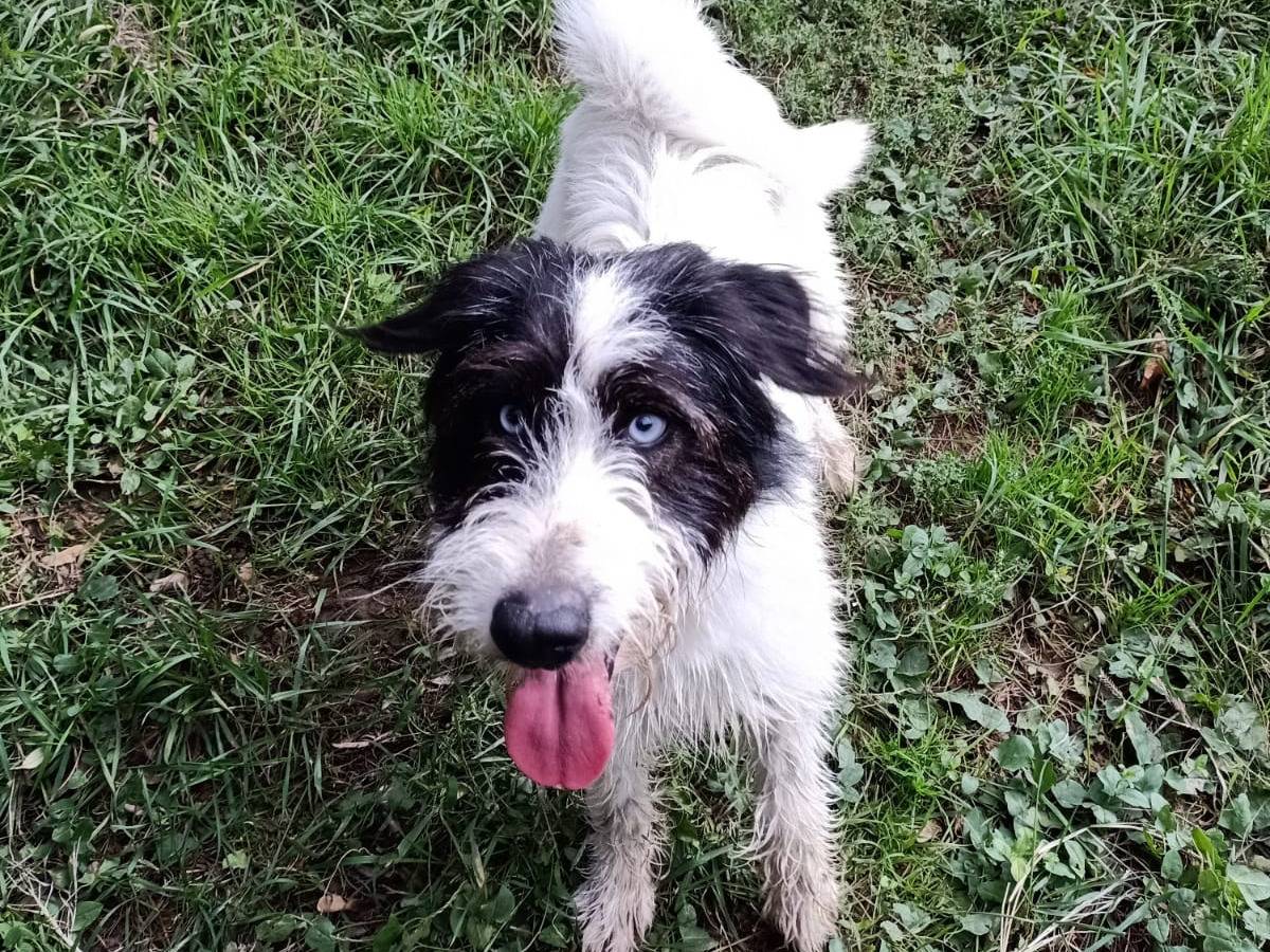 Adozione cane, femmina, Razza sconosciuta Razza sconosciuta, 1 anno e 2 mesi, taglia piccola, Pisa