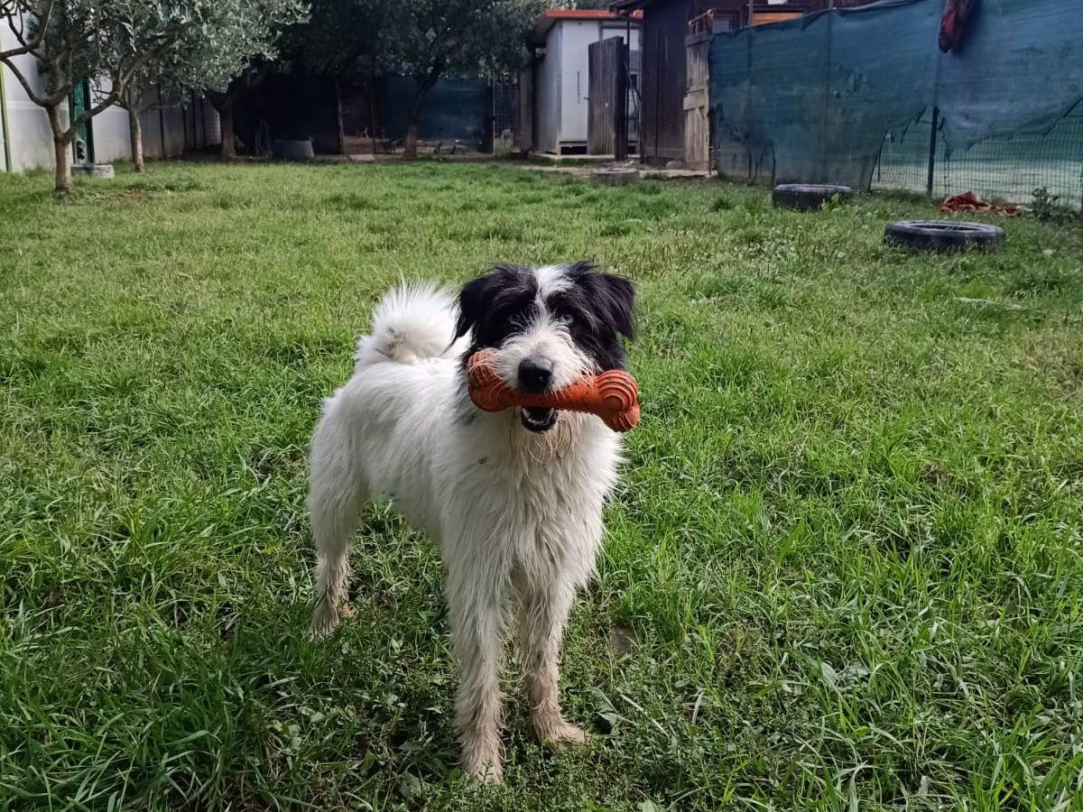 Adotta un cane, femmina, 1 anno e 2 mesi, Pisa