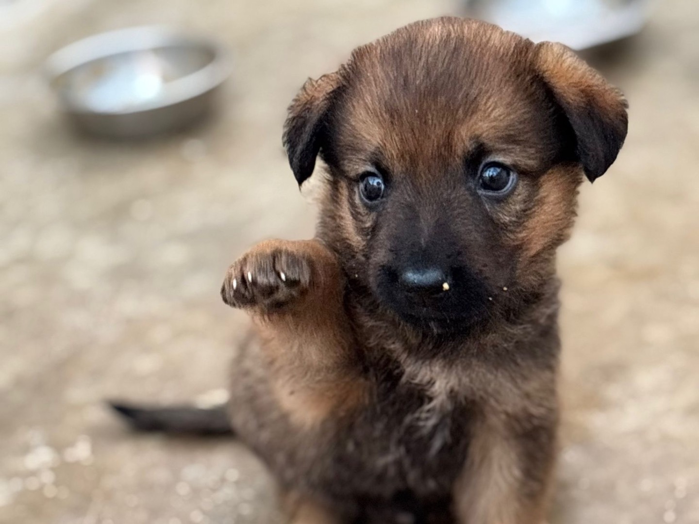 Adozione cane, maschio, Pastore tedesco Razza sconosciuta, 2 mesi, taglia grande, Napoli