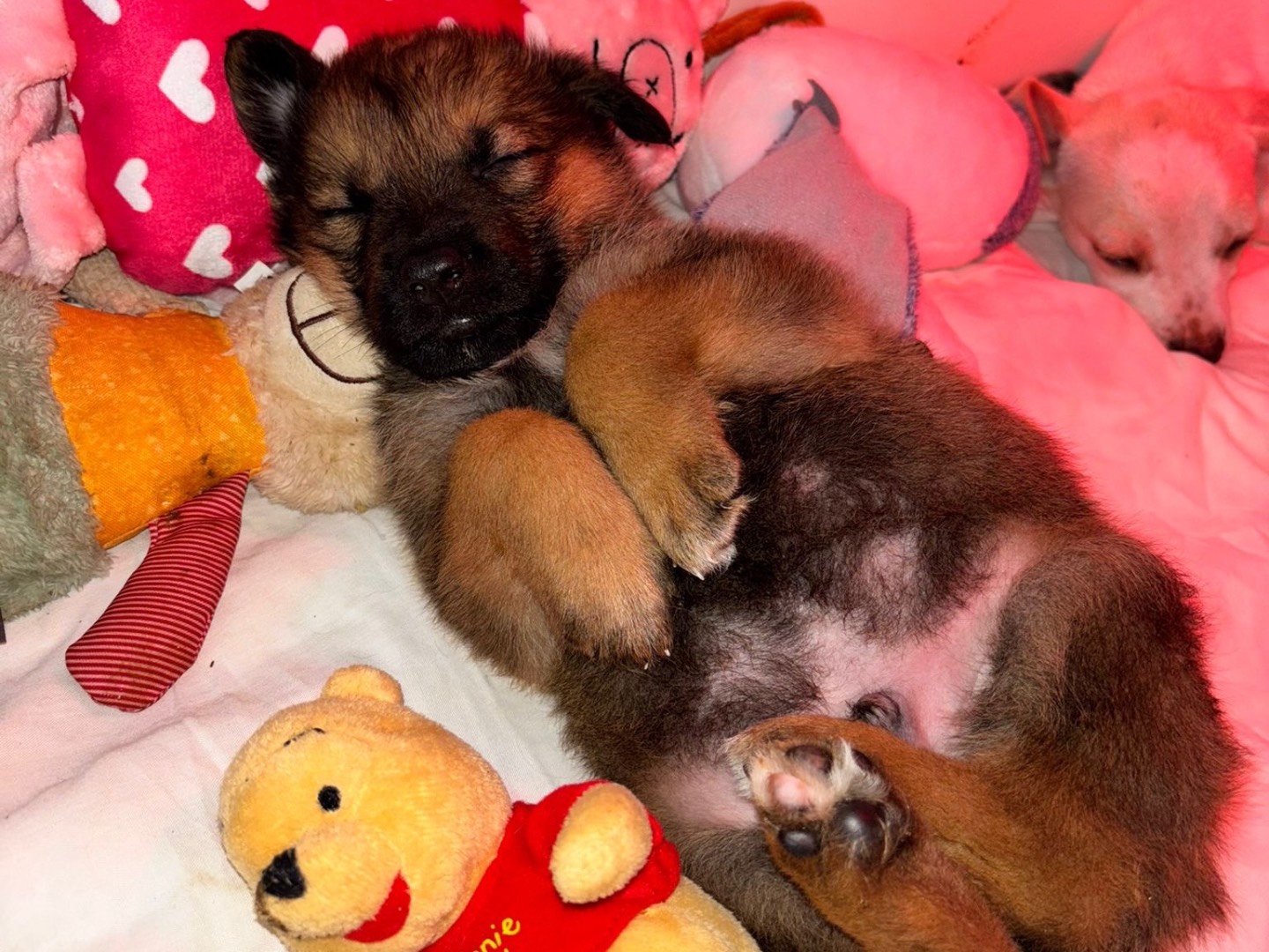 Vuoi adottare un cane a Napoli?