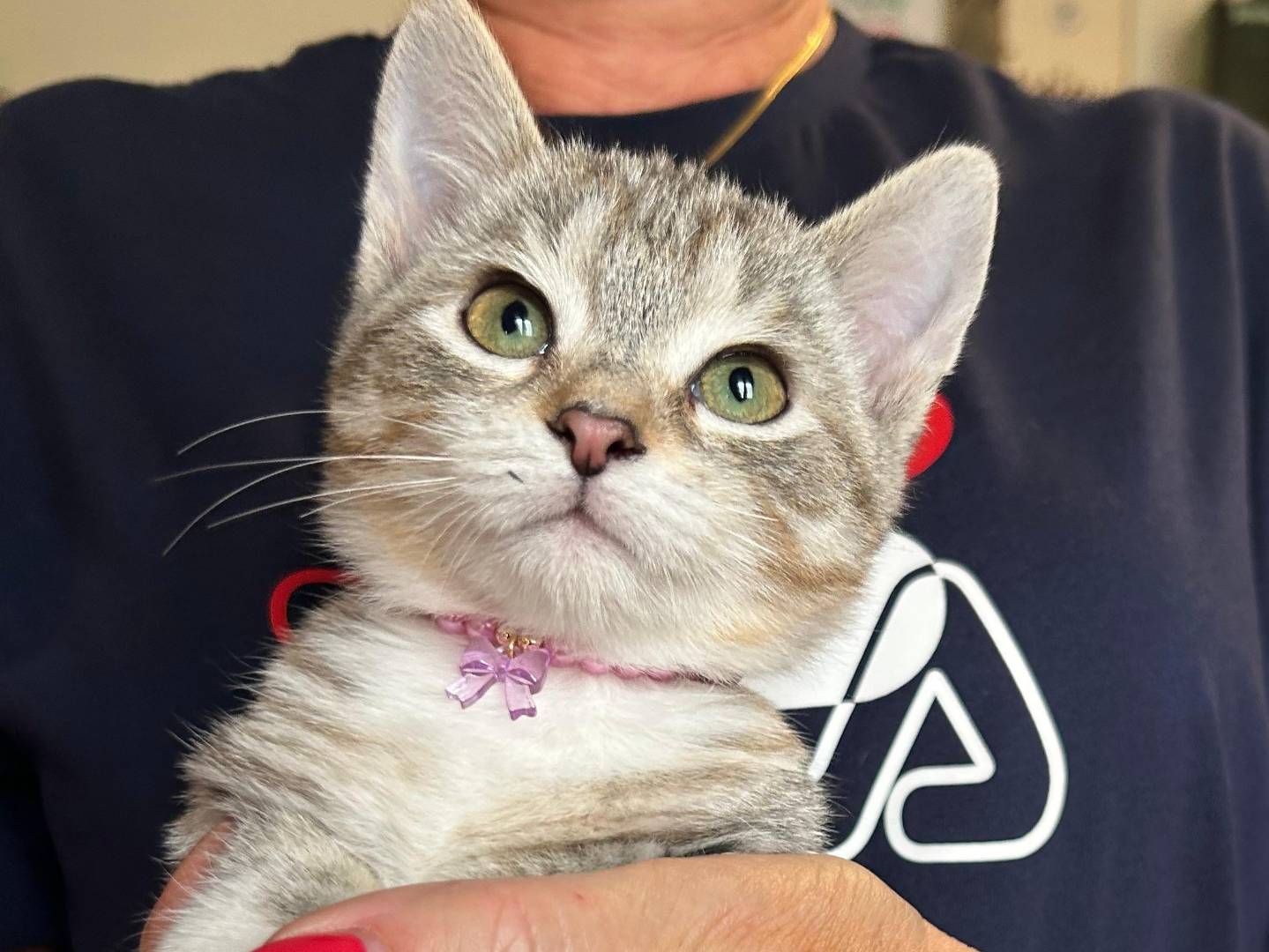 Adozione cane, femmina, Razza sconosciuta Razza sconosciuta, 3 mesi, taglia piccola, Brescia