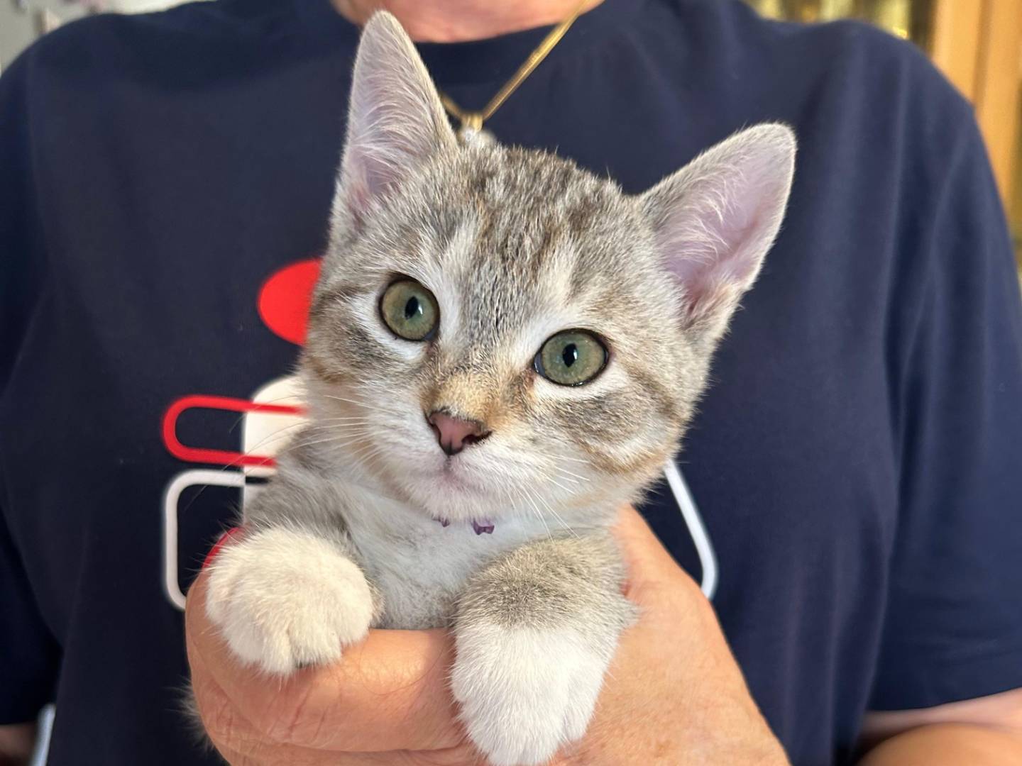 Adotta un cane, femmina, 3 mesi, Brescia