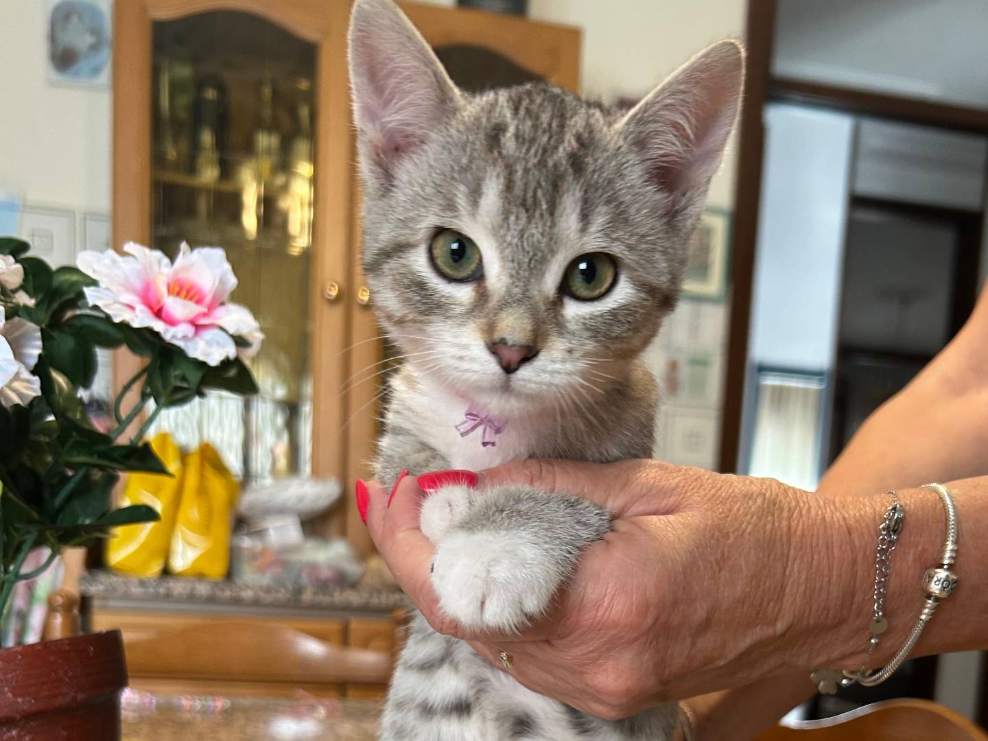 Adotta un cane, taglia piccola, femmina, Brescia