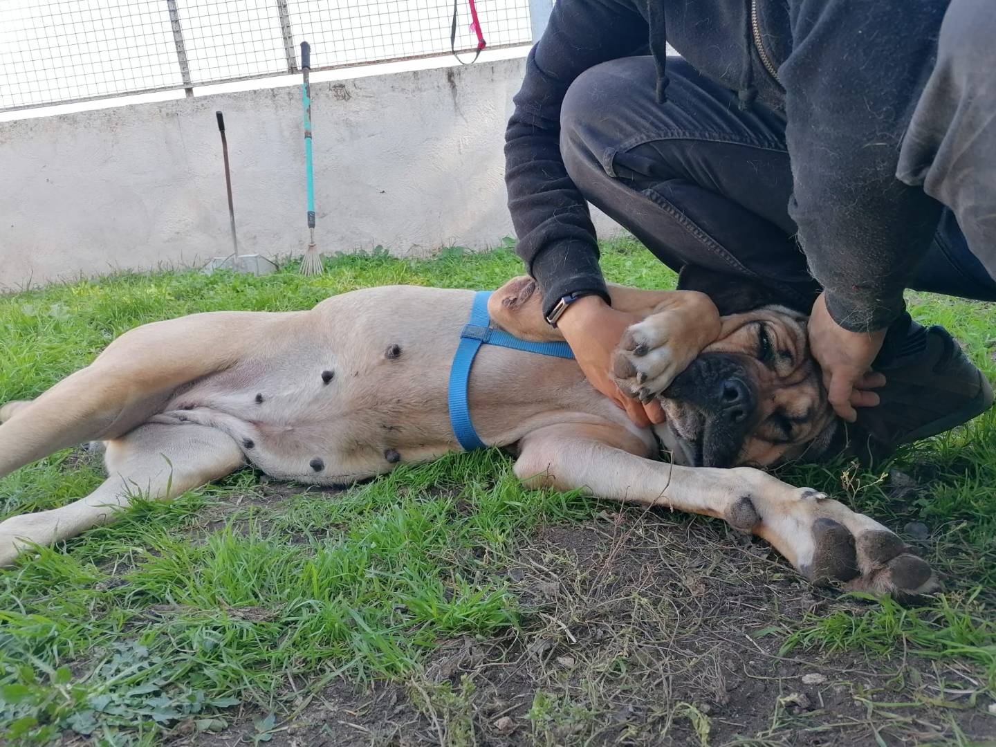 Adotta un cane, femmina, 3 anni e 7 mesi, Caserta