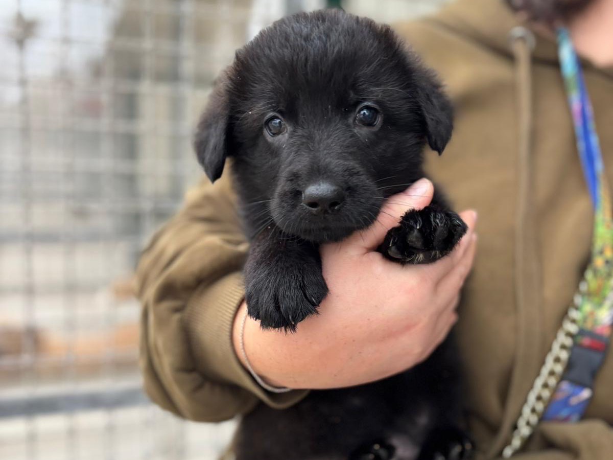 Adozione cane, maschio, Pastore tedesco Razza sconosciuta, 2 mesi, taglia grande, Napoli