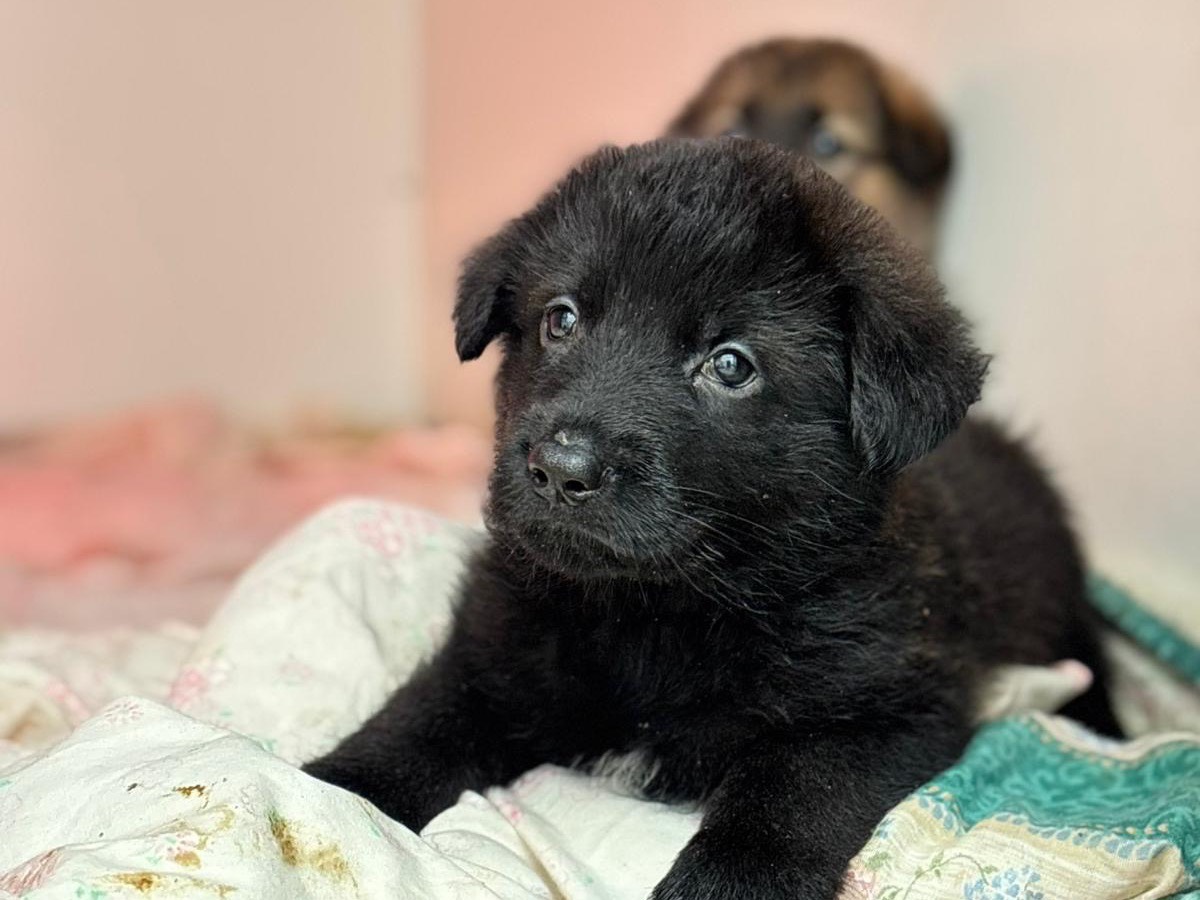 Adotta un cane, maschio, 2 mesi, Napoli