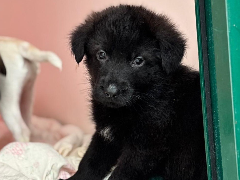 Adotta un cane, taglia grande, maschio, Napoli
