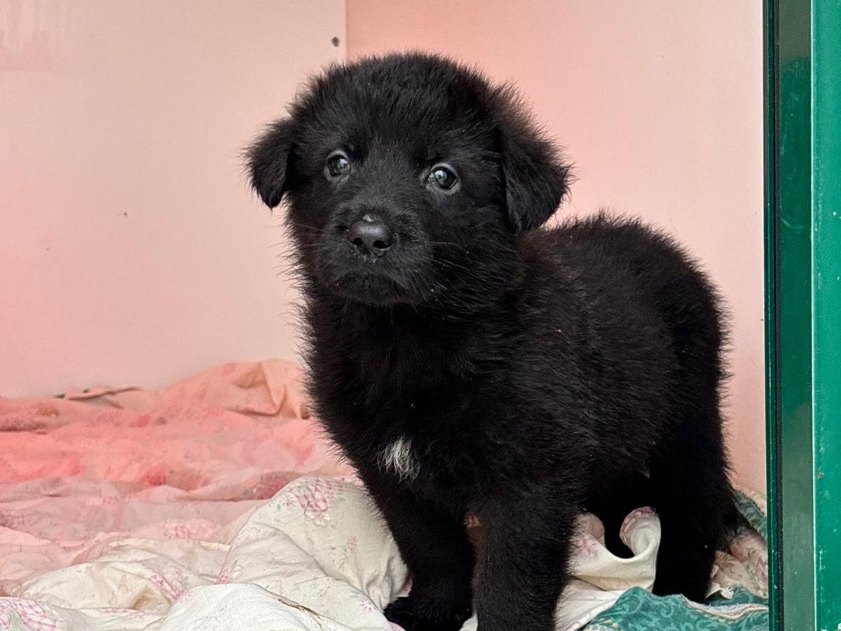 Vuoi adottare un cane a Napoli?