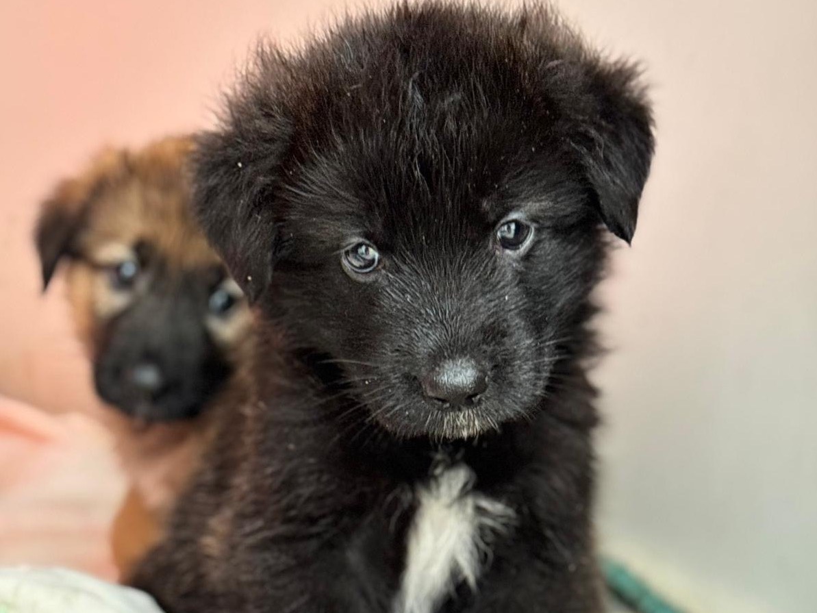Adozione cane, maschio, Pastore tedesco Razza sconosciuta, 2 mesi, taglia grande, Napoli