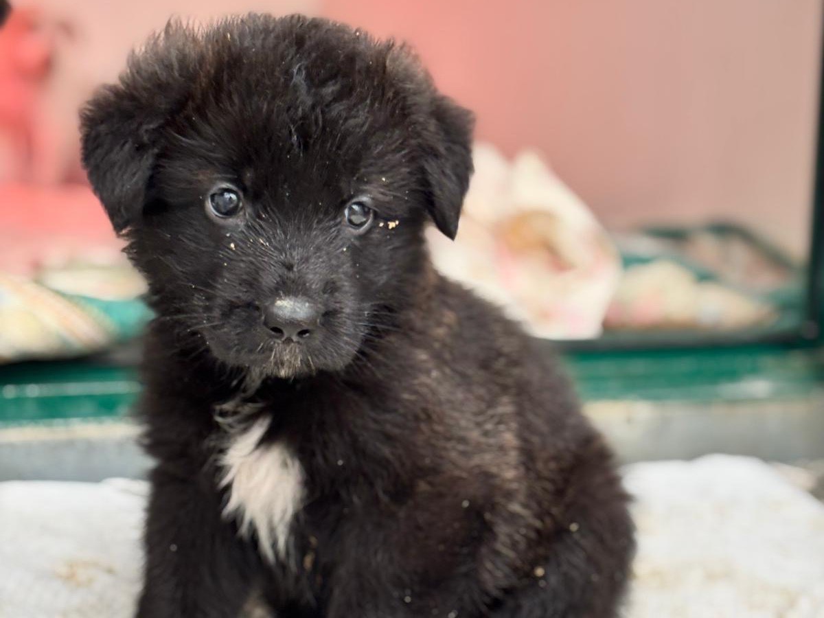 Adotta un cane, maschio, 2 mesi, Napoli