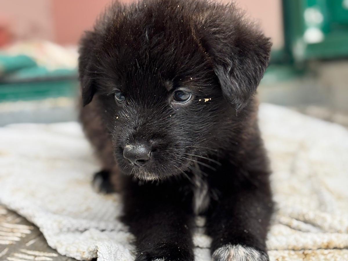 Adotta un cane, taglia grande, maschio, Napoli
