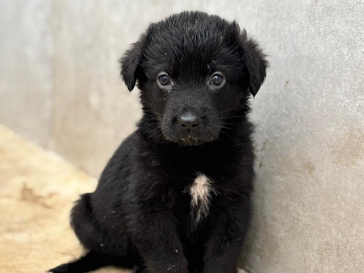 Adozione cane, femmina, Pastore tedesco Razza sconosciuta, 2 mesi, taglia grande, Napoli