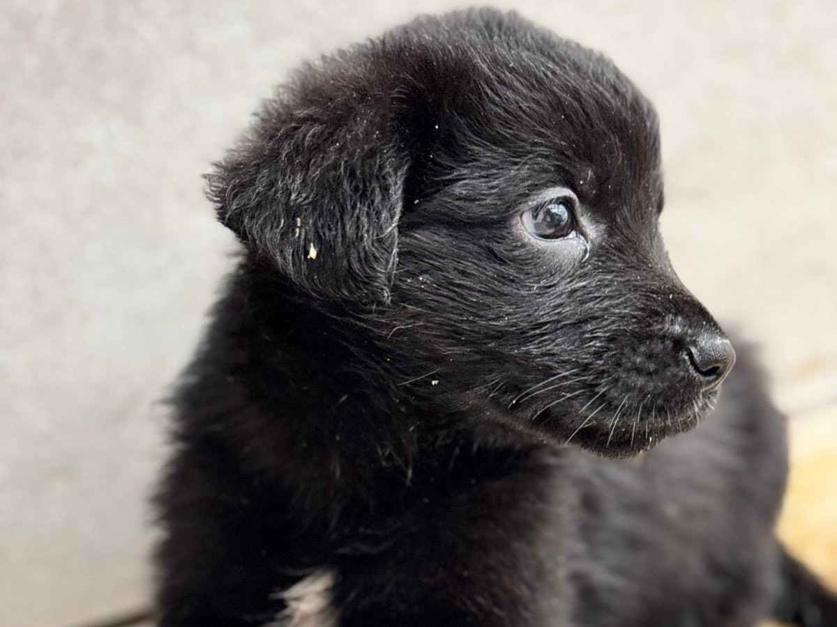 Adotta un cane, femmina, 2 mesi, Napoli