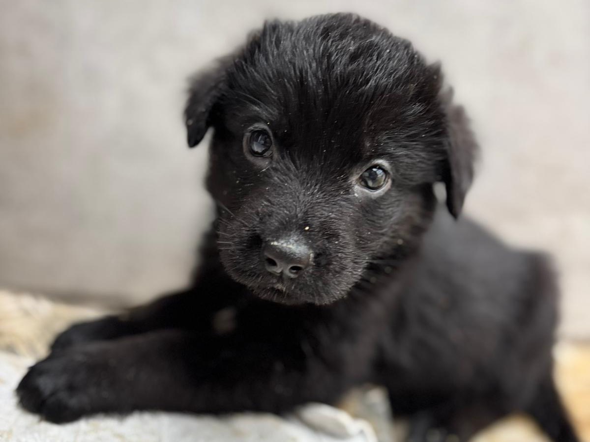Adotta un cane, taglia grande, femmina, Napoli