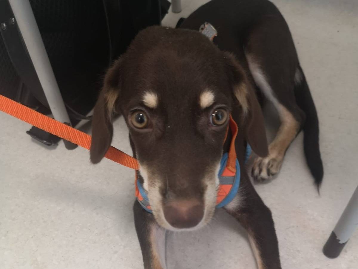 Adozione cane, maschio, Razza sconosciuta Razza sconosciuta, 2 anni e 1 mese, taglia media contenuta, Cosenza