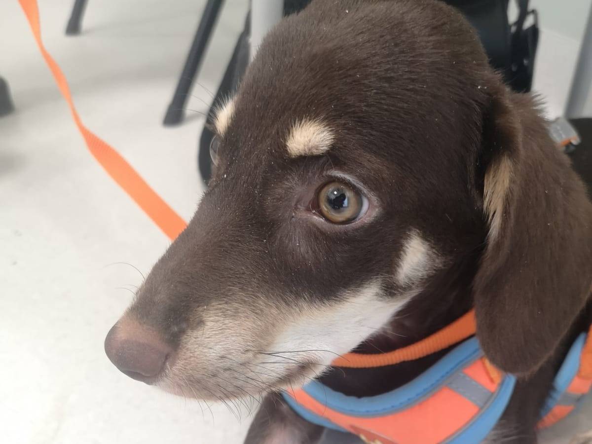 Adotta un cane, maschio, 2 anni e 1 mese, Cosenza