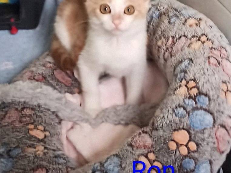 Adotta un gatto, maschio, 2 mesi, Crotone