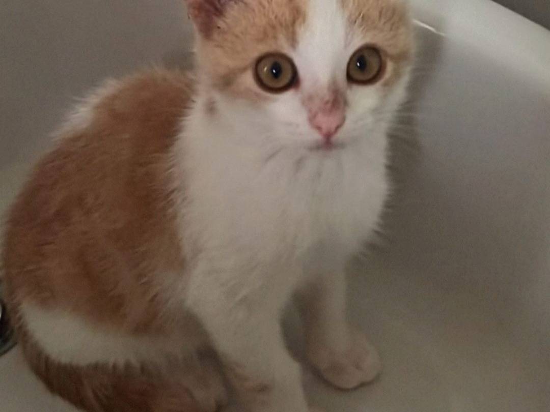 Adotta un gatto, taglia non valida, maschio, Crotone