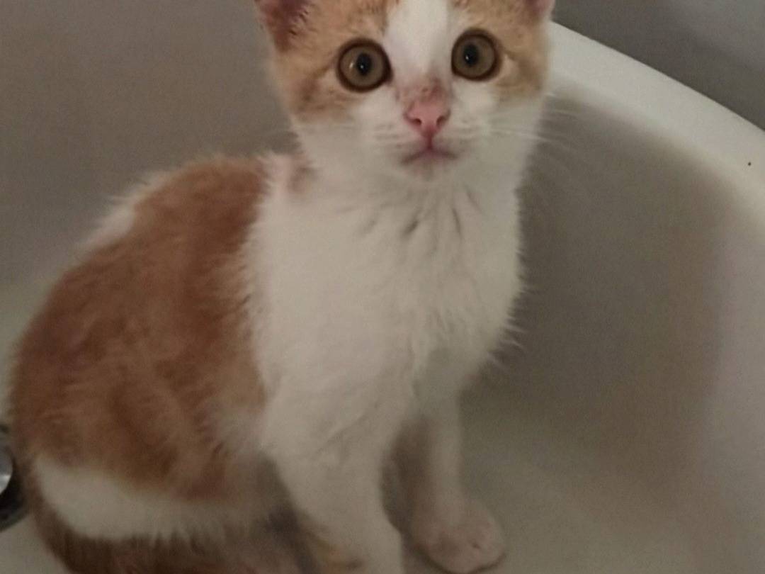 Vuoi adottare un gatto a Crotone?