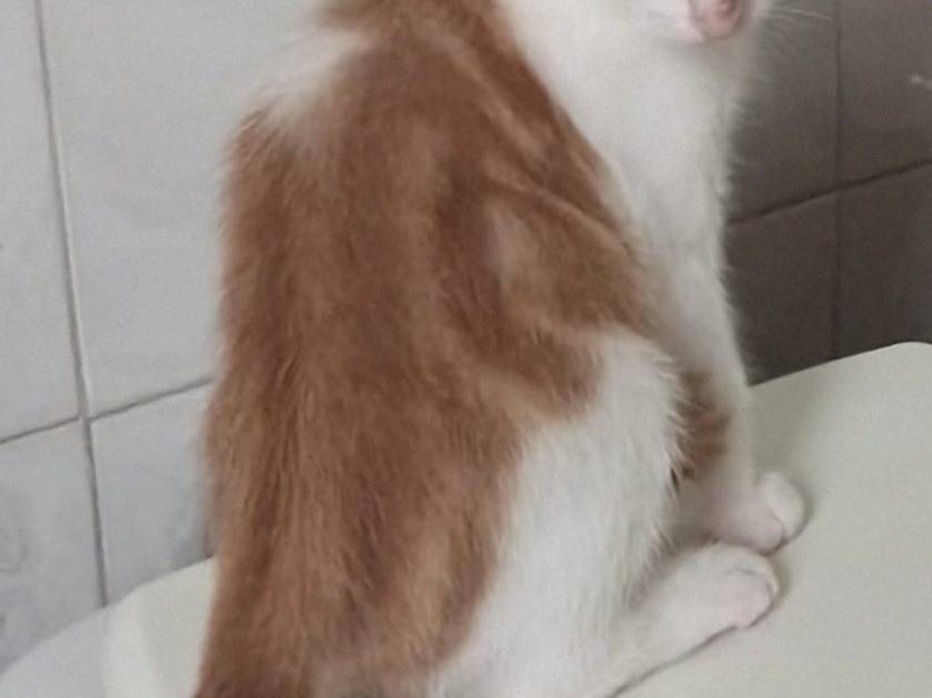 Adotta il gatto Ron a Crotone