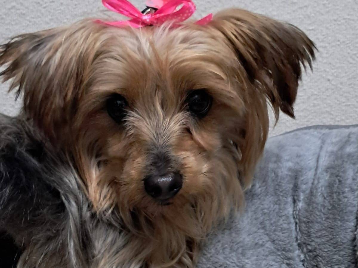 Adozione cane, femmina, Yorkshire Terrier Razza sconosciuta, 4 anni e 1 mese, taglia piccola, Napoli