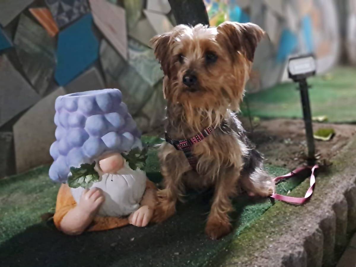 Adotta un cane, taglia piccola, femmina, Napoli