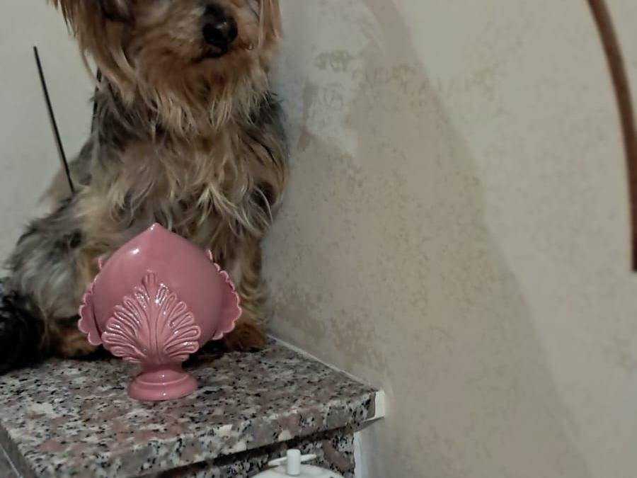 Vuoi adottare un cane a Napoli?