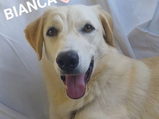 Adozione cane, femmina, Razza sconosciuta Razza sconosciuta, 1 anno, taglia media, Cosenza