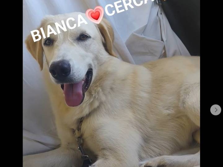 Adotta un cane, femmina, 1 anno, Cosenza