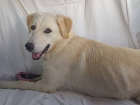 Vuoi adottare un cane a Cosenza?