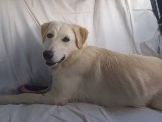 Adotta il cane Bianca simil Labrador a Cosenza