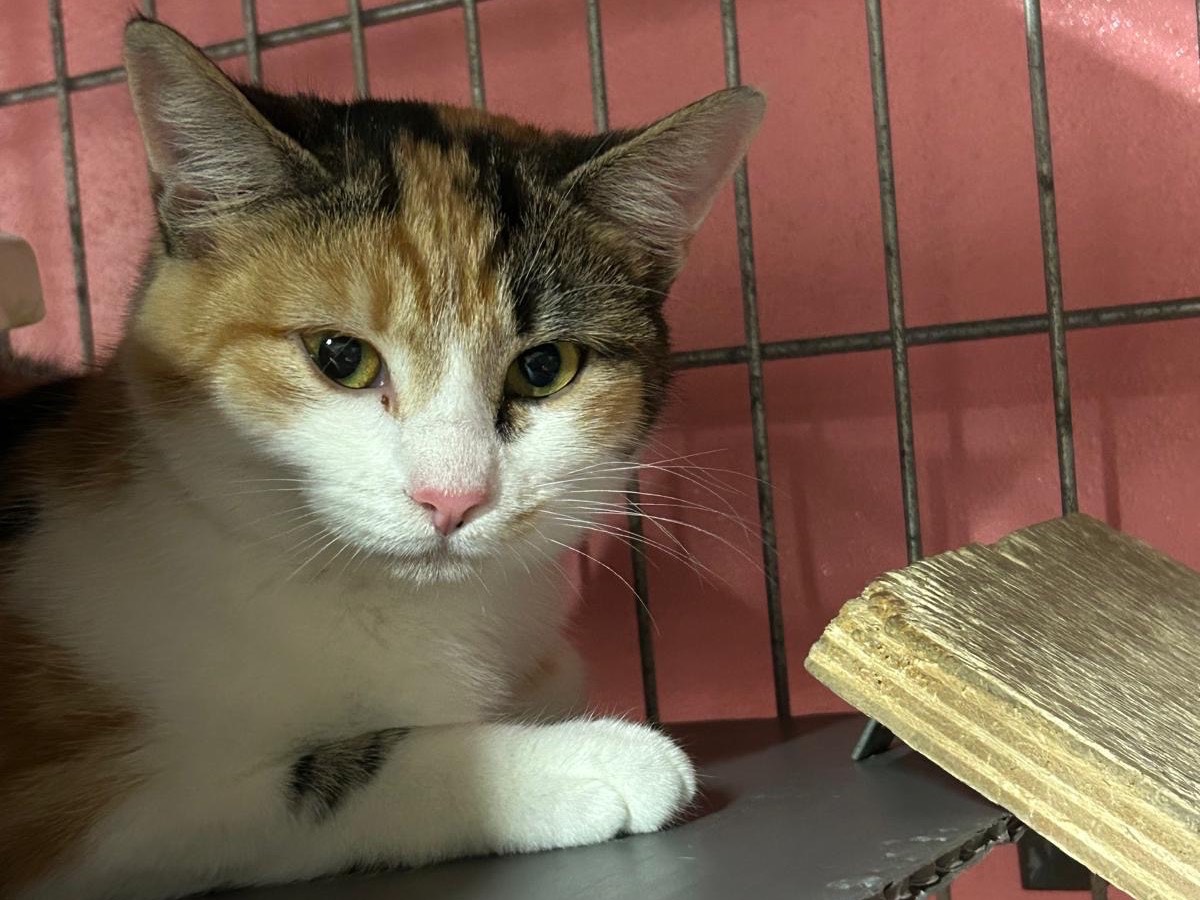 Adozione gatto, femmina, Razza sconosciuta Razza sconosciuta, 3 mesi, taglia non valida, Brescia