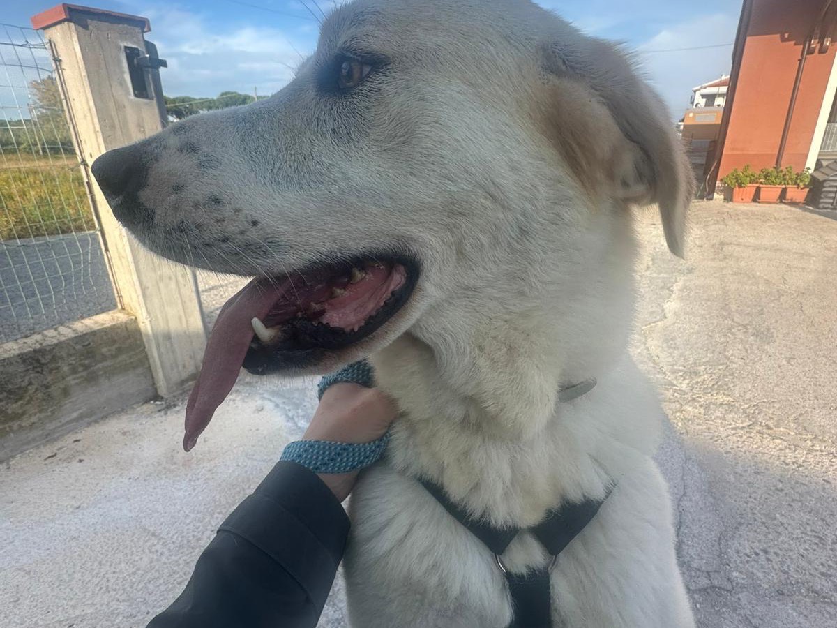 Adotta un cane, taglia grande, femmina, Pescara