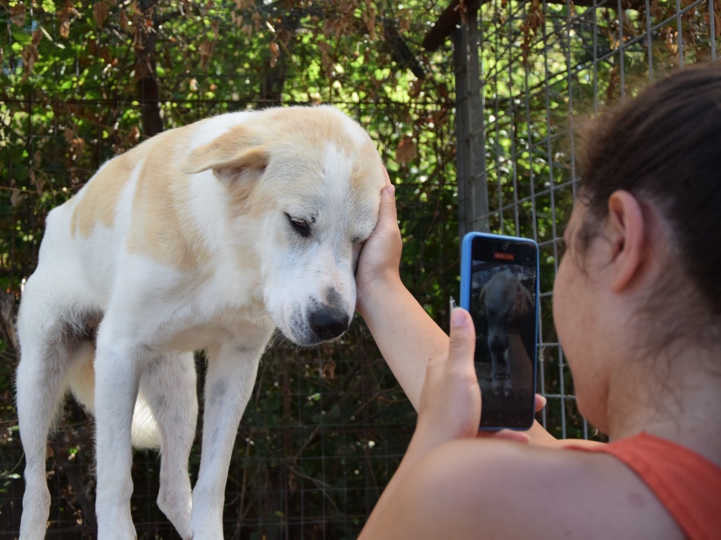 Adotta il cane Sara a Pescara