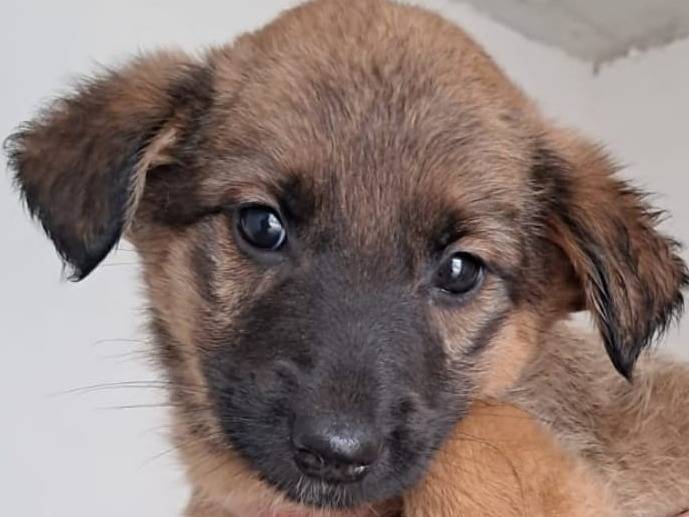 Adozione cane, femmina, Razza sconosciuta Razza sconosciuta, 3 mesi, taglia media, Treviso