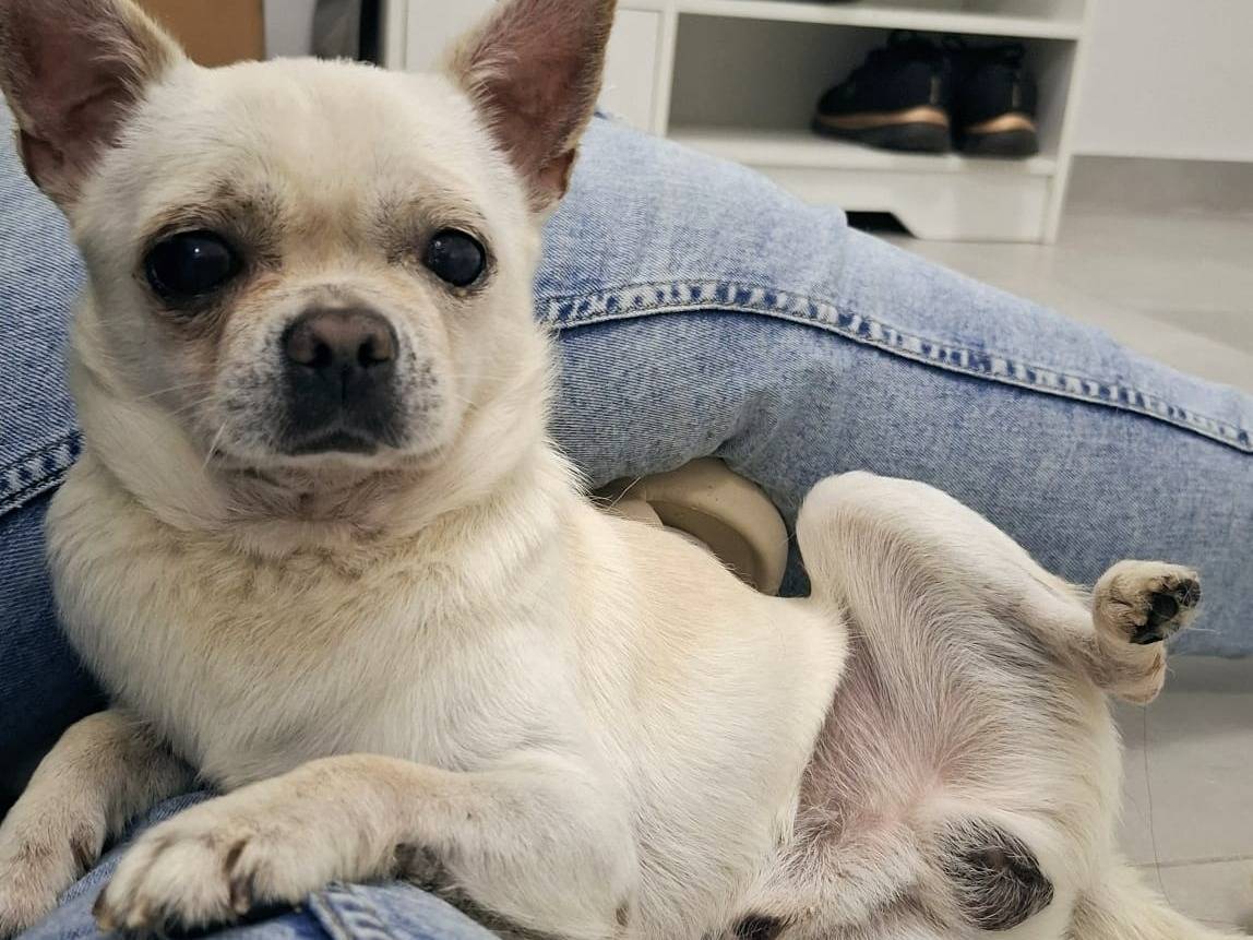 Adozione cane, maschio, Chihuahua Razza sconosciuta, 3 anni e 5 mesi, taglia piccola, Messina