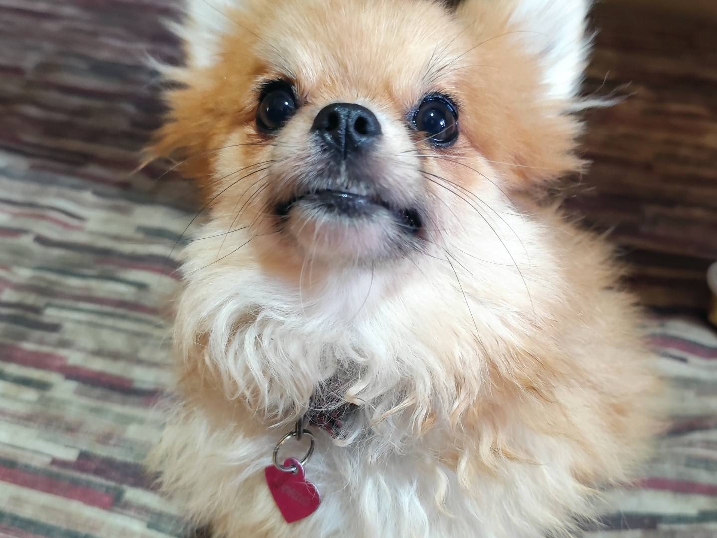 Adozione cane, femmina, Chihuahua Razza sconosciuta, 1 anno e 9 mesi, taglia piccola, Messina